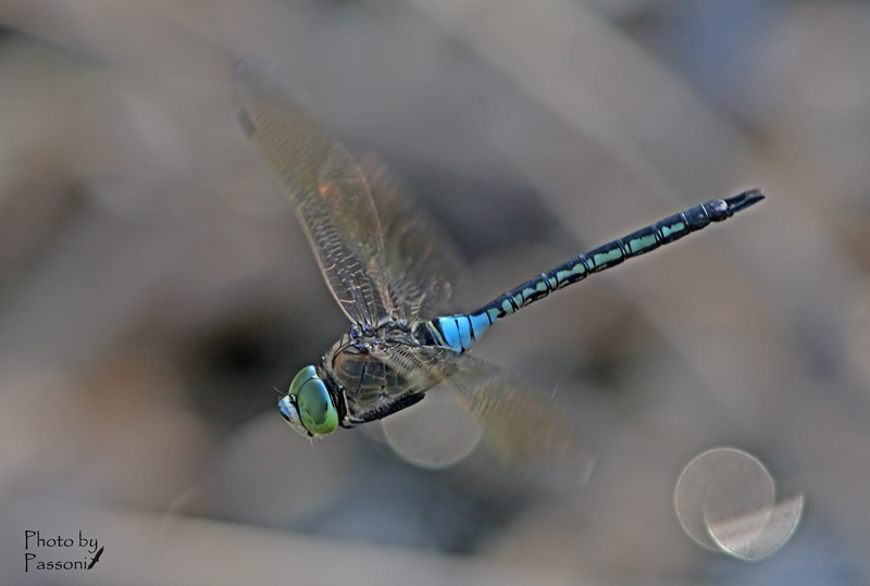 Anax parthenope!